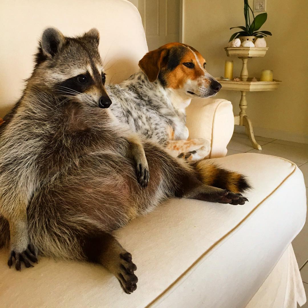 Conoce la historia de Pumpkin, el mapache que se cree perro Conoce la historia de Pumpkin, el mapache que se cree perro
