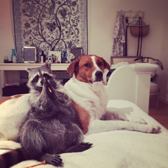 Conoce la historia de Pumpkin, el mapache que se cree perro Conoce la historia de Pumpkin, el mapache que se cree perro