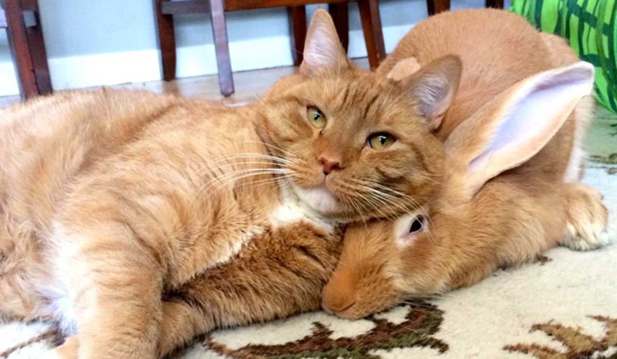 Curiosa amistad entre gato y conejo nos muestra lo poco que sabemos de la naturaleza Curiosa amistad entre gato y conejo nos muestra lo poco que sabemos de la naturaleza