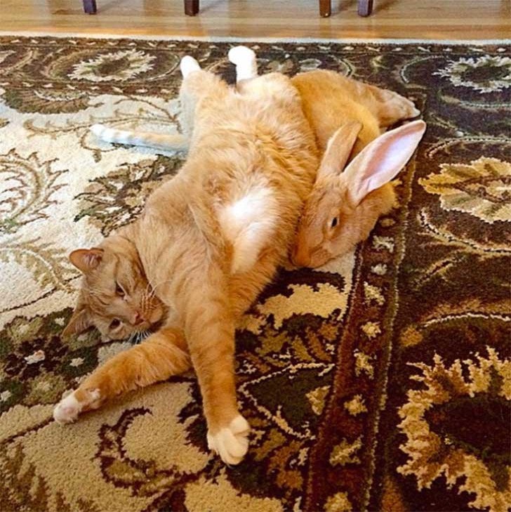 Curiosa amistad entre gato y conejo nos muestra lo poco que sabemos de la naturaleza Curiosa amistad entre gato y conejo nos muestra lo poco que sabemos de la naturaleza