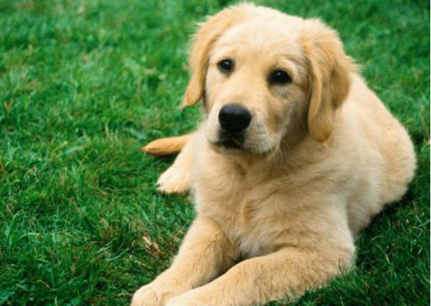 ¡Increíble! Perro salva a pequeña niña de ser violada