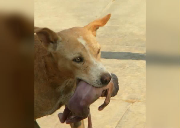 Bebé recién nacido fue arrojado a la basura, pero un perro le salvó la vida (FOTOS)