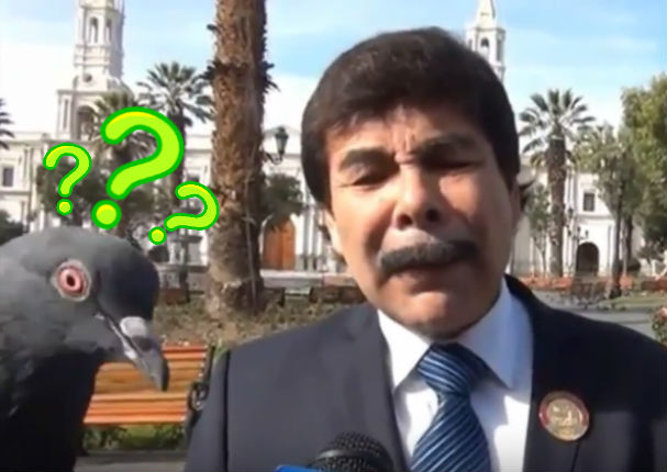 Alcalde de Arequipa es 'trolleado' olímpicamente por unas palomas mientras era entrevistado (VIDEO)