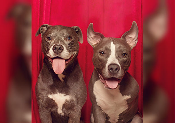 ¿Los perros pitbull son violentos? Estas fotos te demostrarán lo contrario