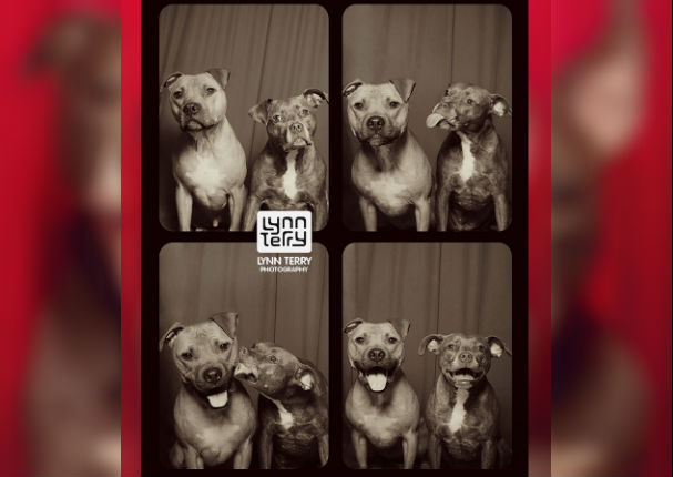 ¿Los perros pitbull son violentos? Estas fotos te demostrarán lo contrario