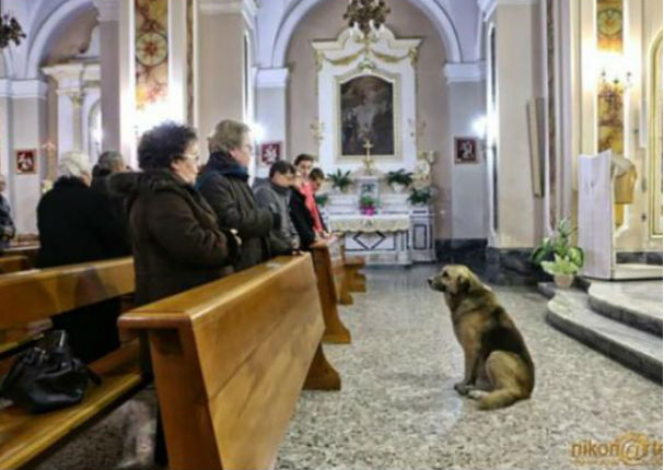 Perro que va a misa para ‘recordar’ a su dueña conmueve al mundo (FOTOS)