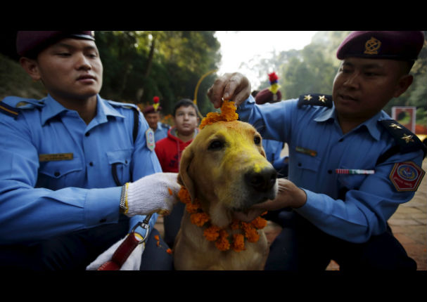 Conoce el Tihar, el festival que rinde homenaje a los perros (VIDEO)