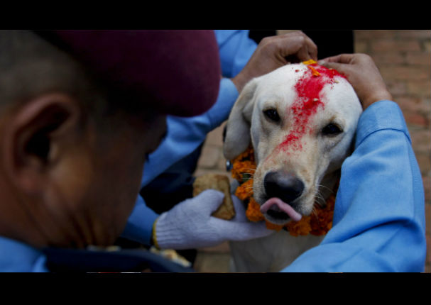 Conoce el Tihar, el festival que rinde homenaje a los perros (VIDEO)