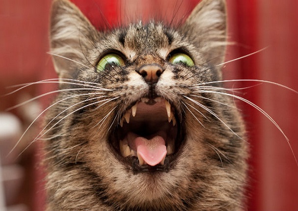 10 cosas que los gatos odian de los humanos 10 cosas que los gatos odian de los humanos