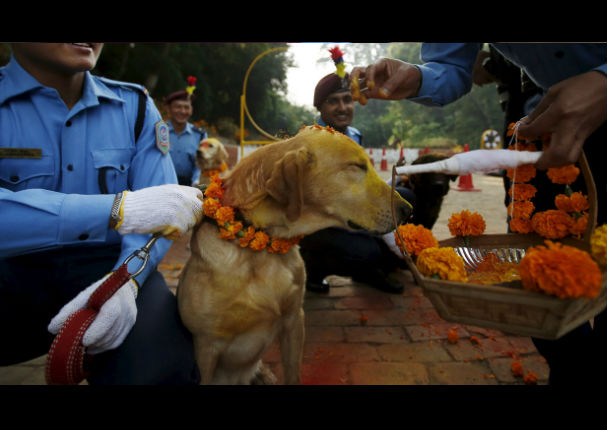 Conoce el Tihar, el festival que rinde homenaje a los perros (VIDEO)