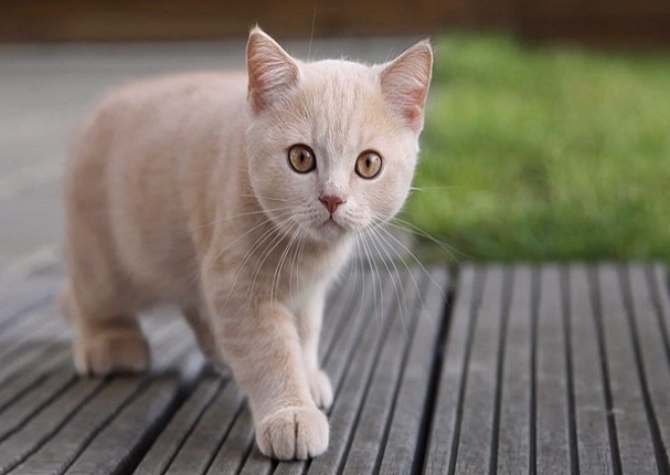 10 cosas que los gatos odian de los humanos 10 cosas que los gatos odian de los humanos