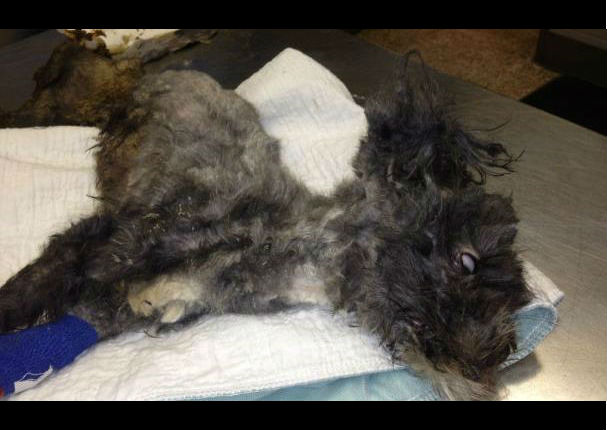 Facebook: Perrito es encontrado en la basura al borde la muerte, pero hoy… (FOTOS)