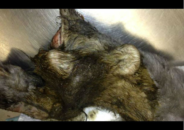 Facebook: Perrito es encontrado en la basura al borde la muerte, pero hoy… (FOTOS)