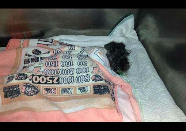 Facebook: Perrito es encontrado en la basura al borde la muerte, pero hoy… (FOTOS)