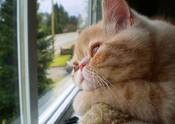 Estas son las formas en que tu gato te dice 'te amo'