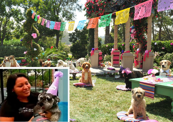 ¿Quieres un cumpleaños distinto para tu perro? Mira está propuesta (VIDEO)