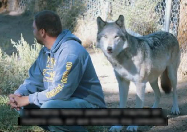 Es increíble lo que sucede cuando este lobo se acerca a un exmilitar (VIDEO)