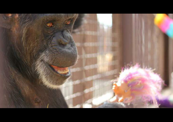 Chimpancé con lamentable pasado encontró consuelo en un inimaginable juguete (FOTOS)