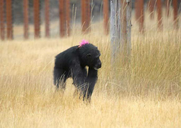 Chimpancé con lamentable pasado encontró consuelo en un inimaginable juguete (FOTOS)
