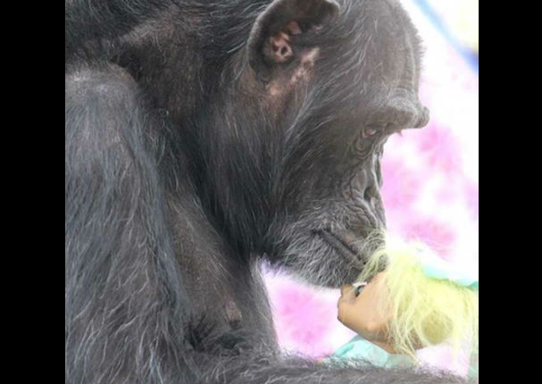 Chimpancé con lamentable pasado encontró consuelo en un inimaginable juguete (FOTOS)