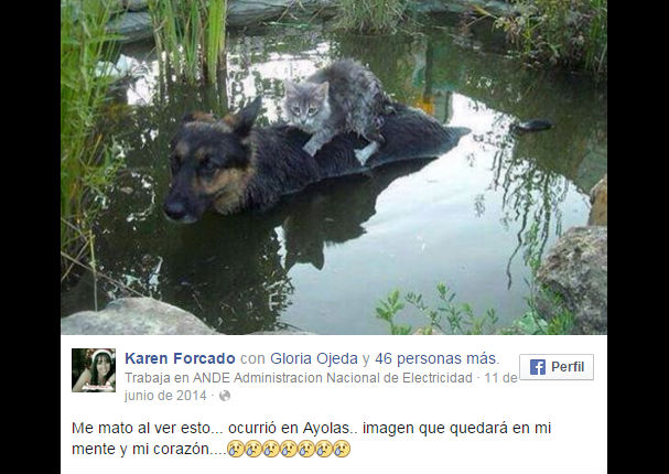 Facebook: La foto de este perro con un gato se volvió viral por una tierna razón...