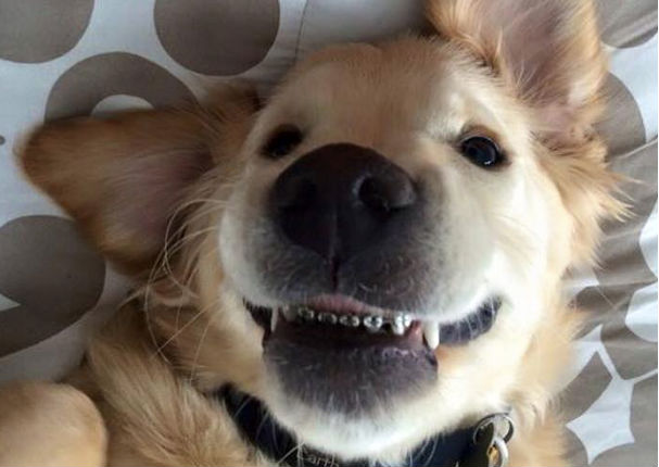 Facebook: Perrito se vuelve viral por ser el primero en el mundo en usar brackets (FOTOS) Facebook: Perrito se vuelve viral por ser el primero en el mundo en usar brackets (FOTOS)