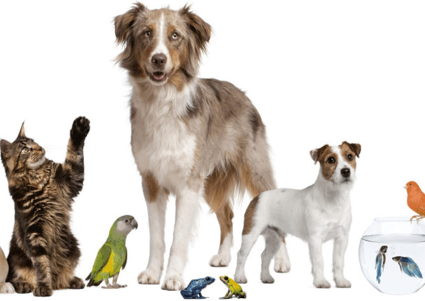 ¿Cuántos años viven las mascotas? Descúbrelo aquí