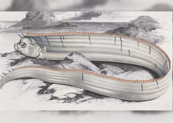 ¡Insólito! Monstruo marino habría aparecido en Taiwán luego de terremoto (FOTOS)