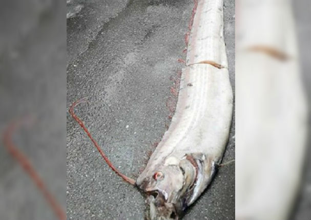 ¡Insólito! Monstruo marino habría aparecido en Taiwán luego de terremoto (FOTOS) ¡Insólito! Monstruo marino habría aparecido en Taiwán luego de terremoto (FOTOS)