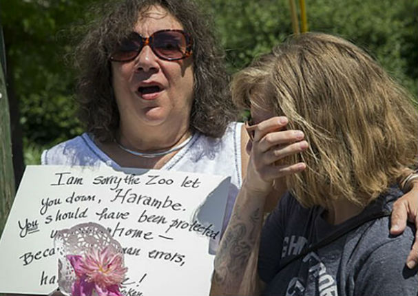 Estados Unidos: Gorila es asesinado por proteger a un niño (VIDEO) Estados Unidos: Gorila es asesinado por proteger a un niño (VIDEO)
