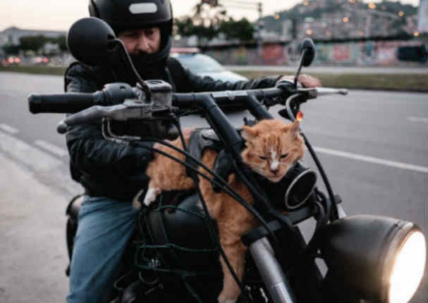 Brasil: Conoce a Chiquinho, el gato motociclista - FOTOS Brasil: Conoce a Chiquinho, el gato motociclista - FOTOS