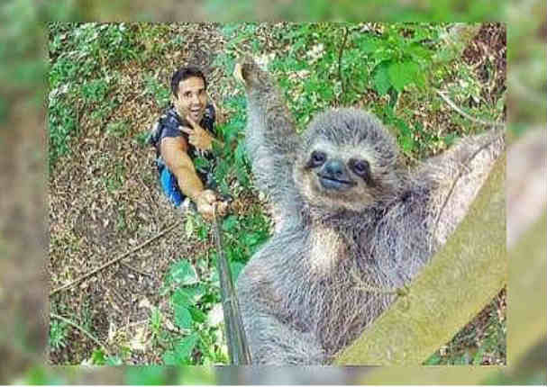 Facebook: Selfie de oso  perezoso es el viral del momento - FOTO