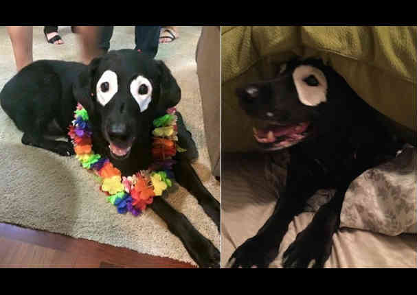 Viral: Perro con vitíligo es blanco de divertidos montajes- FOTOS Viral: Perro con vitíligo es blanco de divertidos montajes- FOTOS
