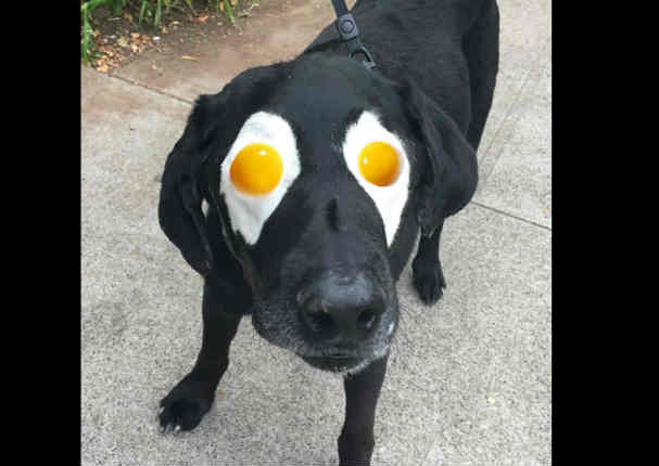 Viral: Perro con vitíligo es blanco de divertidos montajes- FOTOS Viral: Perro con vitíligo es blanco de divertidos montajes- FOTOS
