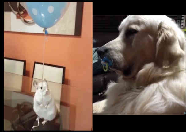 YouTube:  Estos son los 'fails' más tiernos que verás