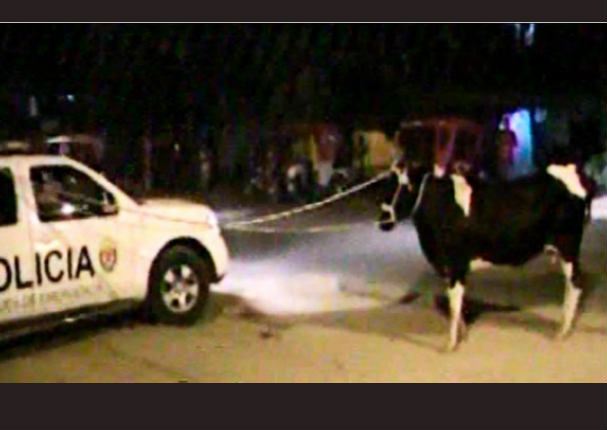 ¡Insólito! Vaca causó disturbio en la calle y fue detenida - VIDEO
