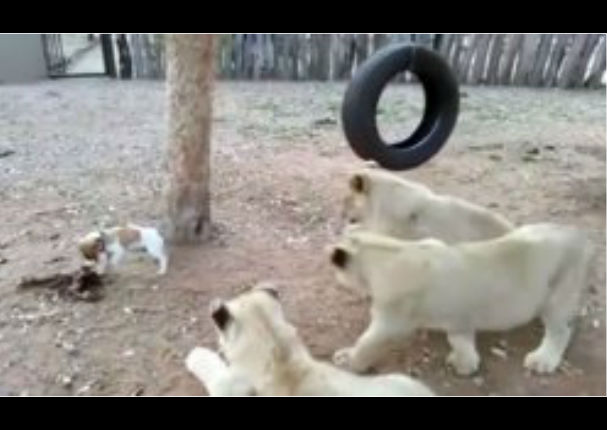 Facebook: Un perro se defendió de tres leones así - VIDEO