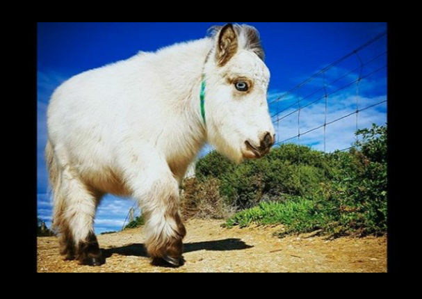 Facebook: ¿Conoces al 'caballo más enano de mundo'? - FOTOS