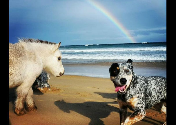 Facebook: ¿Conoces al 'caballo más enano de mundo'? - FOTOS Facebook: ¿Conoces al 'caballo más enano de mundo'? - FOTOS
