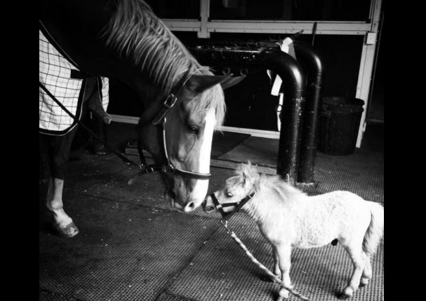 Facebook: ¿Conoces al 'caballo más enano de mundo'? - FOTOS Facebook: ¿Conoces al 'caballo más enano de mundo'? - FOTOS