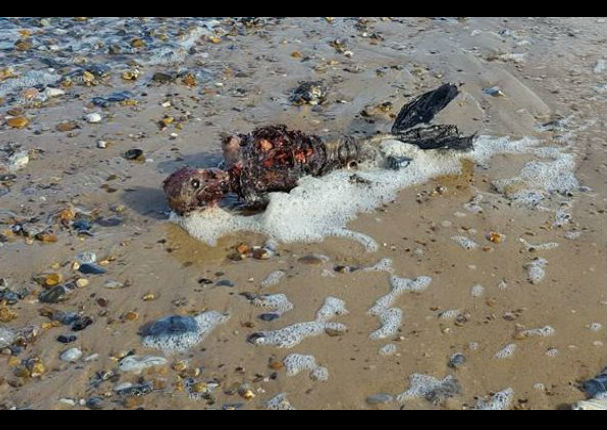 Facebook: Una sirena muerta conmocionó en las redes sociales -VIDEO