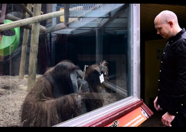 Facebook: Orangután mago es la sensación en las redes sociales - VIDEO