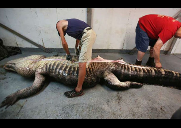 YouTube: Enorme cocodrilo se tragó este animal y ... YouTube: Enorme cocodrilo se tragó este animal y ...