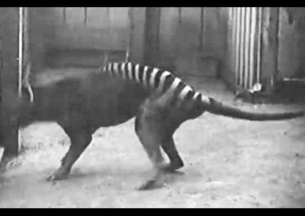 YouTube: ¿ Sabías de la existencia de estos animales?
