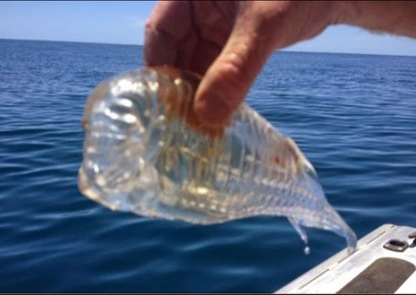 Facebook:  Pez transparente remeció las redes sociales - VIDEO