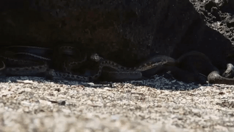 YouTube: Serpientes se aprovecharon de esta 'pobre' iguana