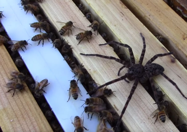 YouTube:  Abejas abusaron sin piedad de esta araña