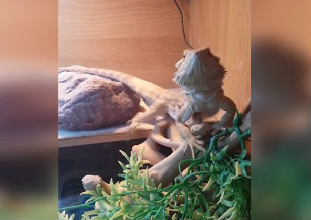 Facebook:  Lagarto devolvió saludo a su dueño ¡Te asombrarás! - VIDEO