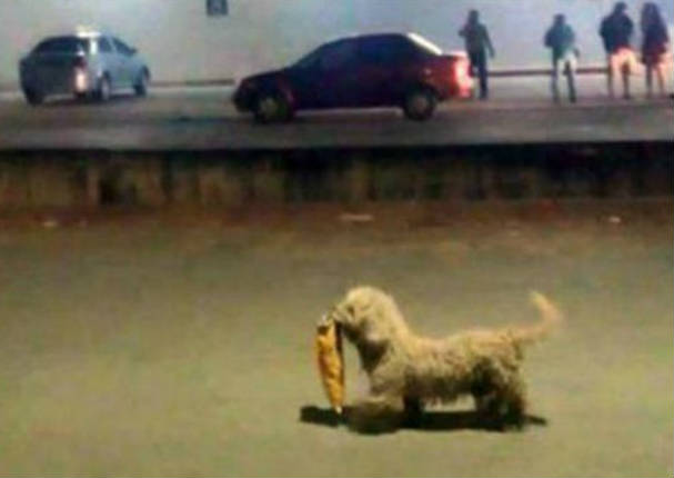 ¡Toda una ternura! Perrito se hace famoso por ‘saquear’ tienda