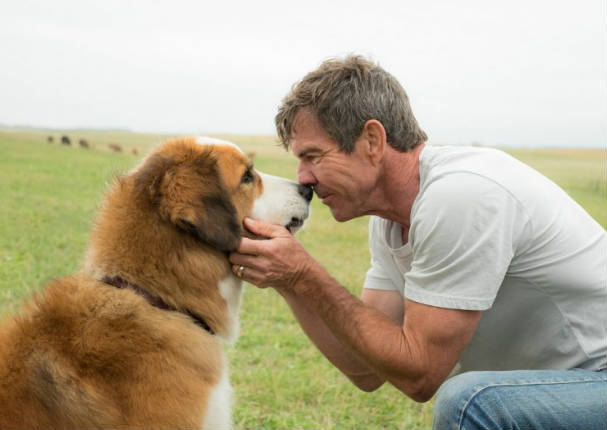 ¡Increíble! Vínculo de amo-perro es la misma que de madre-hijo